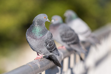 three pigeons close up