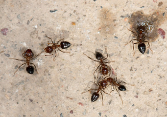 ants on a brown wall