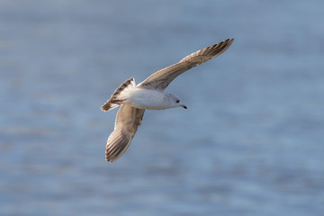 seagull in flight over blue water