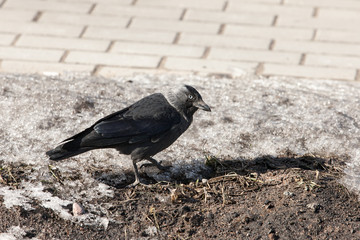 Jackdaw on melting snow