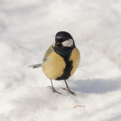 titmouse in winter day