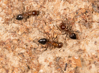 ants on a brown wall