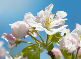 apple blossom on a branch