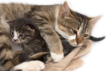 Fototapeta na wymiar little kitten with a cat