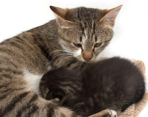 little kitten with a cat