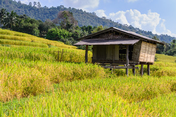 Cottage in middle of rice field with mountain background at Ban Pa Bong Piang, Chiang Mai, Thailand.