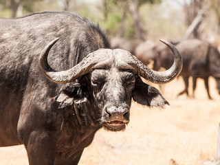 African buffalo front view