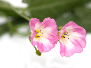 Fototapeta na wymiar Loach flowers on a white background