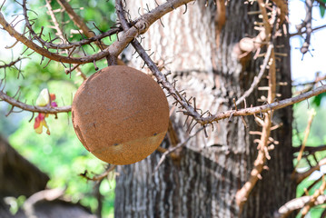 Cannon ball tree fruit.