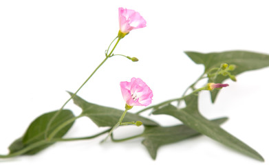 loach branch with flowers on a white background