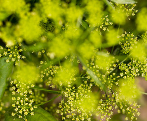 plant green and yellow bokeh