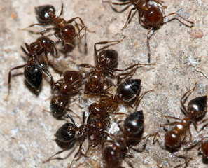 ants eat