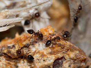 ants eat