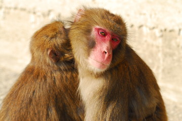 淡路島モンキーパークの猿