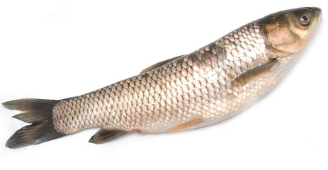 fish carp on a white background