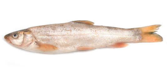 fish carp on a white background