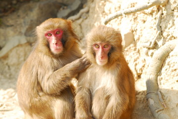 Naklejka premium 淡路島モンキーパークの猿
