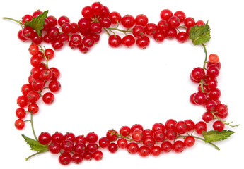 red currants on a white background