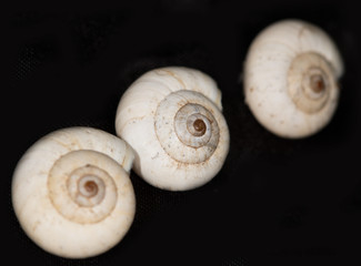 Fototapeta na wymiar seashells on a black background