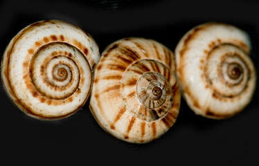 seashells on a black background