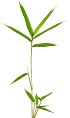 tige de bambou, fond blanc