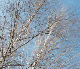 Fototapeta na wymiar birch branches against the sky