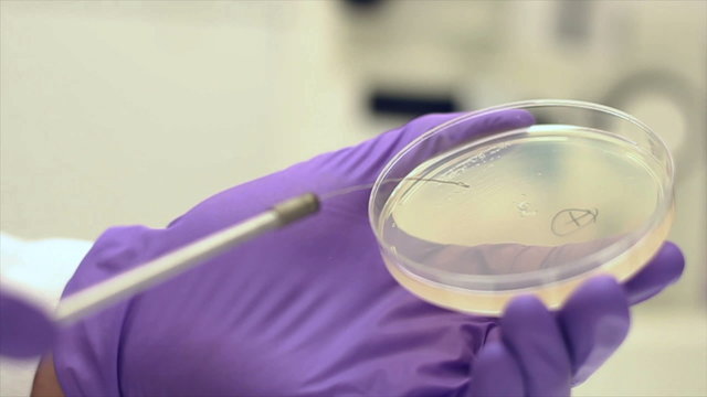 HD clip of streaking out a bacterial colony on a petri dish