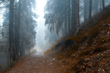 golden forest with fog and warm light