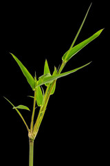  tige de bambou sur fond noir 