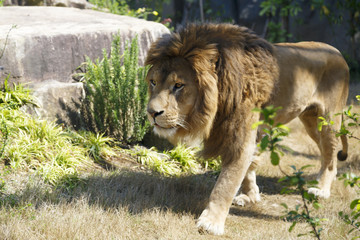 Naklejka premium 者の貫禄