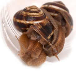 Snail on a white background