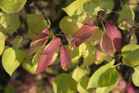 Laburnum alpinum autumn leaf, yellow and red leaves of laburnum time in autumn