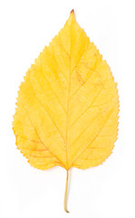 yellow autumn leaf on a white background