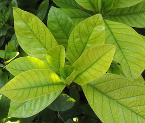 leaf green