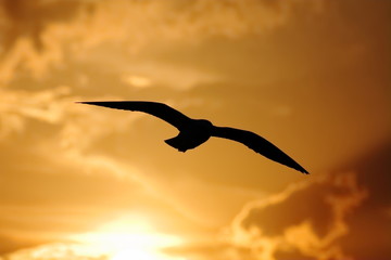 the silhouette of the flying seagull at sunset