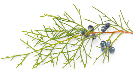 spruce branch on a white background