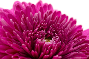 Chrysanthemum lilac on a white background