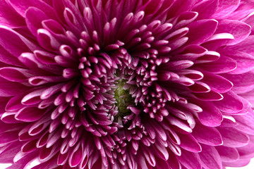 Chrysanthemum lilac on a white background