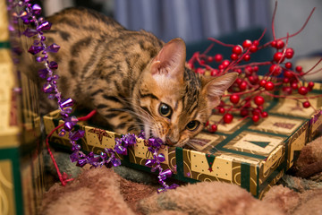 Charming bengal christmas cat
