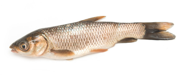small fish on a white background