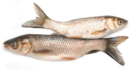 small fish on a white background