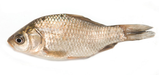 small fish on a white background