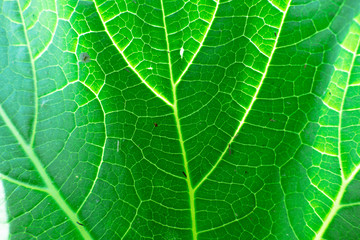 Fresh green leaf texture macro close-up