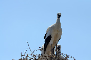 Stork famllly in the nest