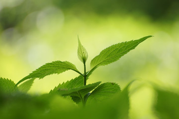 アジサイの新芽