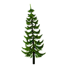 Fir-tree