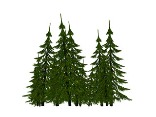 Fir-tree