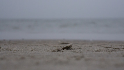 Der Sand vom Strand auf Rügen #3