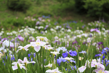 横須賀しょうぶ園