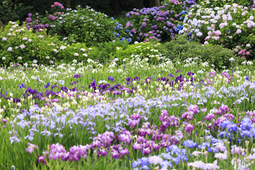 横須賀しょうぶ園